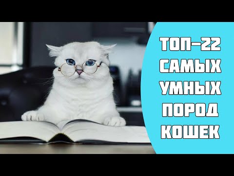 Видео: ТОП-22 самых умных пород кошек в мире