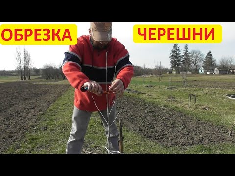 Видео: Обрезка однолетней черешни. Варианты обрезки. Как сформировать крону