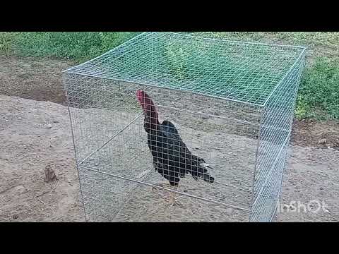 Видео: ЯНГИ ЗОТЛАР БИЛАН ТАНИШАМИЗ