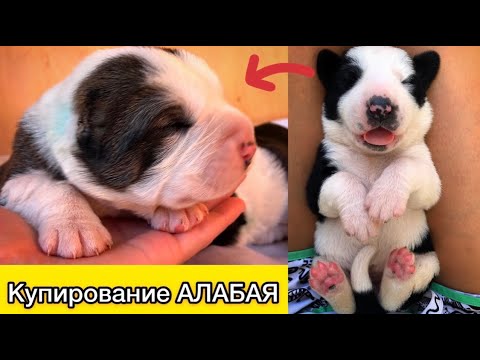 Видео: КУПИРОВАНИЕ АЛАБАЯ || КОГДА КУПИРУЮТ УШИ И ХВОСТ АЛАБАЮ || ЗАЧЕМ КУПИРУЮТ АЛАБАЯ || Волкодав || САО