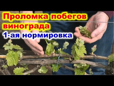 Видео: НОРМИРОВКА побегов ВИНОГРАДА весной