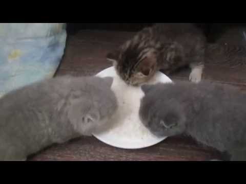 Видео: Первый прикорм котят