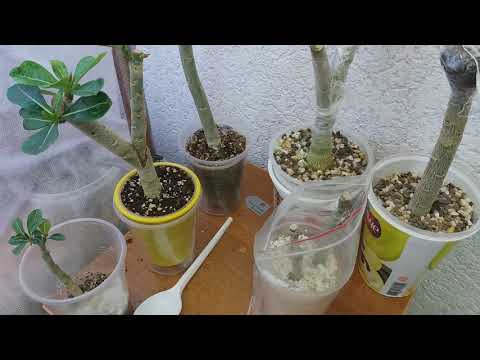 Видео: АДЕНИУМЫ. продолжаем про  ЧЕРЕНКИ