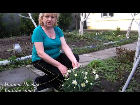 Видео: Нарцисс весной .  Легенды о нарциссе