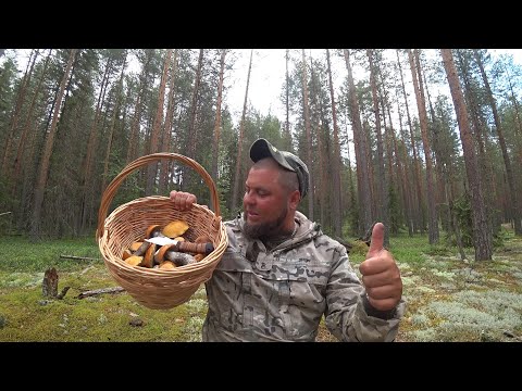 Видео: ЖАРА, ОВОДА И КРАСНОГОЛОВИКИ! ЛЕТНИЙ УРОЖАЙ ГРИБОВ 2025 \ ПАРУ ЧАСОВ ДО ГРОЗЫ, СБОР ГРИБОВ В БОРУ!