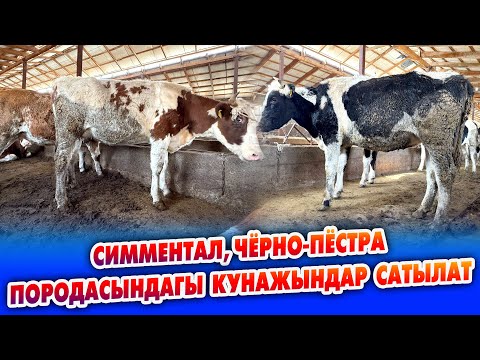 Видео: СҮТ багытында «Симментал», «Чёрно-пёстрая» КУНАЖЫНДАРЫ сатылат ~ Баары БООЗ