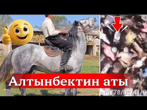 Видео:  Катыранкынын карышкырлары