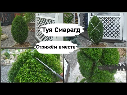Видео: Туя Смарагд.Стрижём вместе.
