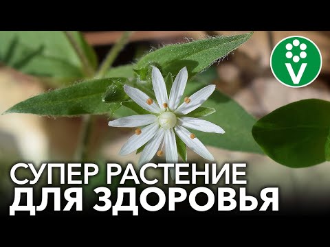 Видео: МОКРИЦА - НАЗОЙЛИВЫЙ СОРНЯК, КОТОРЫЙ УЛУЧШИТ ВАШЕ ЗДОРОВЬЕ