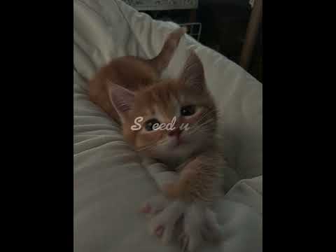 Видео: Земфира-,,Похоронила"(speed up)