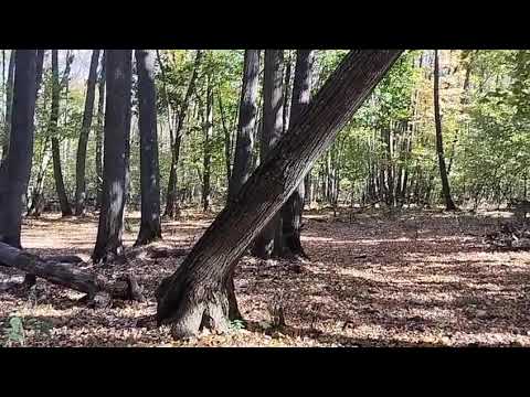 Видео: Будни егеря. 1.10.25. На работе.