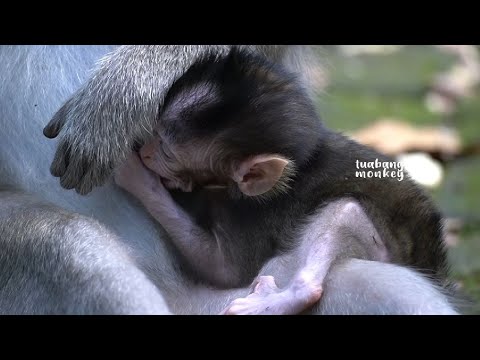 Видео: Обезьянка разозлилась, потому что мама не дала ему молока