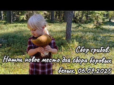 Видео: Сбор грибов. Боровые белые. Верховажский р-он Вологодской обл-ти. 06.09.25 #грибы #белыегрибы