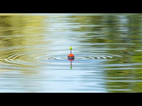 Видео: Рибалка на поплавок, пряма трансляція, Fishing live #рибалка