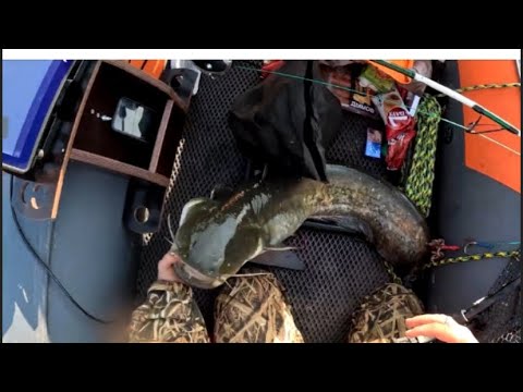 Видео: Тянет и не останавливает катушку сом.2025 рыбалка на сома рыбалка на квок