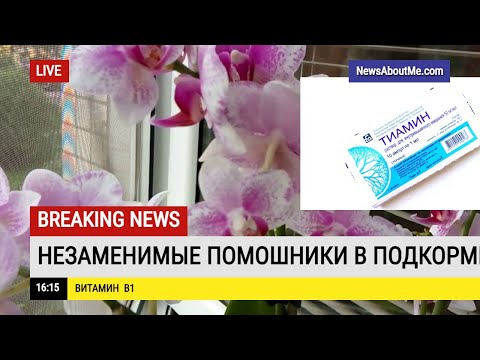 Видео: Незаменимые помощники в подкормке орхидей. Витамин В1.