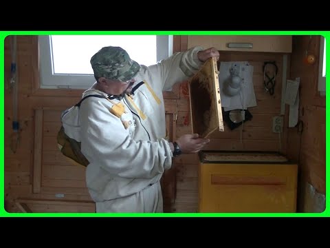 Видео: 📗 Как я храню рамки с мёдом до весны без моли. И обеззараживаю их от спор ноземы и аскосферы 📗