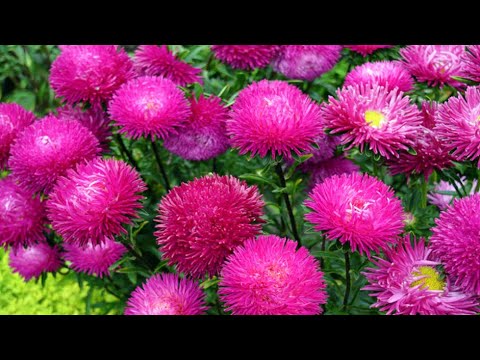 Видео: ОБЯЗАТЕЛЬНО ПОСЕЙТЕ АСТРЫ ЭТИМ СПОСОБОМ СЕЙЧАС! Тогда они раньше зацветут