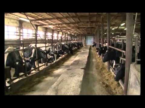 Видео: КОЛХОЗ ИМ.С.М.КИРОВА: вчера, сегодня, завтра