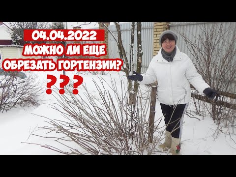 Видео: Обрезка гортензий в АПРЕЛЕ: не поздно ли? Какие гортензии еще можно обрезать, а какие уже нельзя?