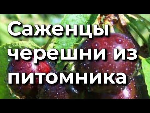 Видео: Обзор 13  Саженцы черешни нашего производства 