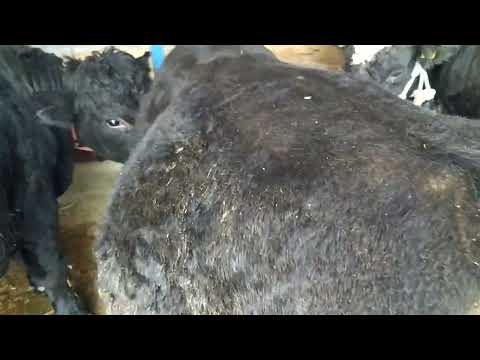 Видео: Жем жегенге бир ай болду!!!