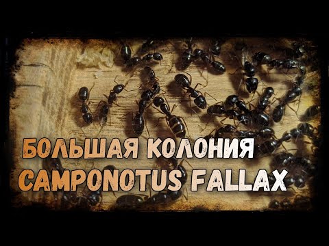 Видео: Мои новые Camponotus fallax и деревянный Формикарий!