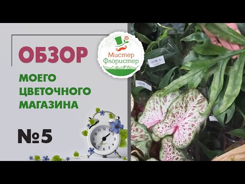 Видео: #5 Обзор цветочного магазина "Мистер Флористер". Новинки комнатных растений в поставке