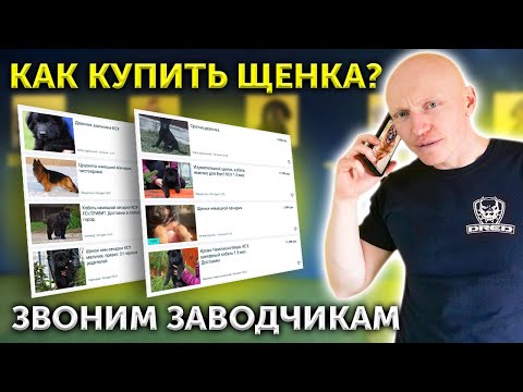 Видео: Покупка немецкой овчарки | Как распознать обман | Как купить собаку | Выбор щенка через интернет