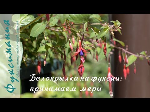 Видео: Белокрылка на фуксии: принимаем меры