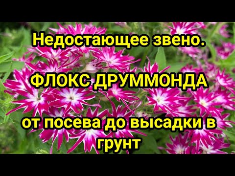 Видео: Недостающее звено  ФЛОКС ДРУММОНДА от посева до высадки в грунт