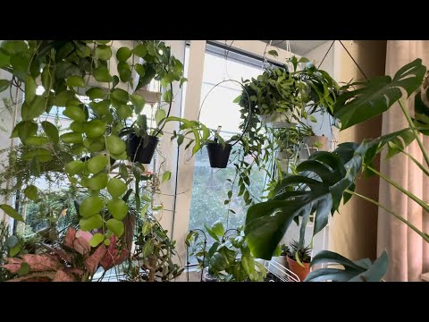 Видео: Хойи и другие. Поливаю.🚿