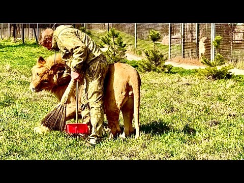 Видео: СМЕХ, КОНЦОВКА просто УБИЛА! Молодые львы окружили вожака Чука и захотели ПОМЕНЯТЬ ВОЖАКА!!!