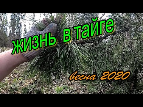 Видео: Жизнь в тайге.Лесная изба.Готовим папоротник.
