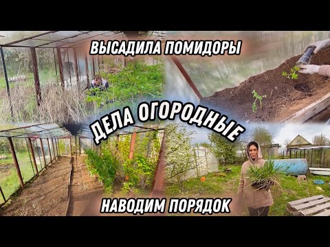 Видео: Дела огородные. ВЫСАДИЛА ПОМИДОРЫ. ОБРЕЗАЛА МАЛИНУ. ПЕРЕСАДКА МАКОВ.