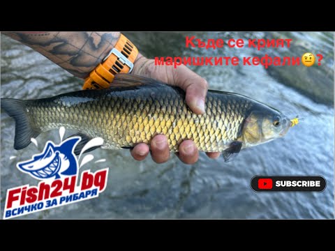 Видео: Риболов на кефали по река Марица