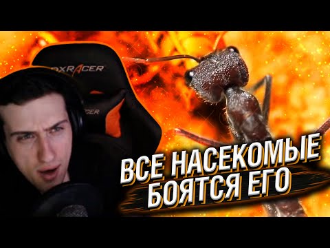 Видео: HELLYEAHPLAY СМОТРИТ: ВОТ ПОЧЕМУ ВСЕ НАСЕКОМЫЕ БОЯТСЯ ЕГО