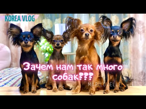 Видео: Зачем нам так много собак???/Планы на будущее/Собачьи магазины в Корее-ШОК!/KOREA VLOG