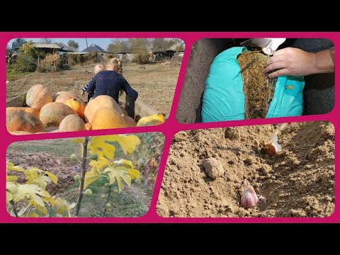 Видео: Золотая Осень! Уборка,Посадка!Купили Силос,сколько весит брикет?