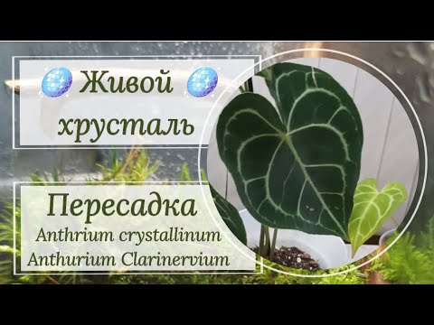 Видео: Живой хрусталь. Пересадка Anthrium crystallinum и Anthurium Clarinervium