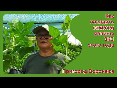 Видео: Как сажать малину ЗКС этого года летом.