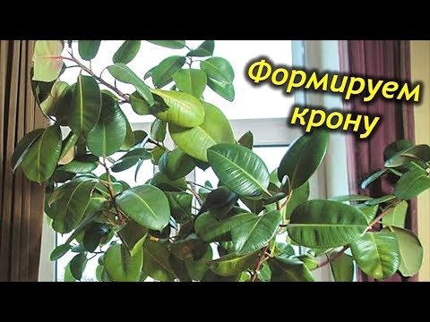 Видео: Как сформировать крону каучуконосного фикуса. Обрезка и формировка фикуса.