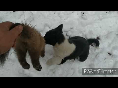 Видео: Нахаживаем щенка лайки в три месяца  по кунице!