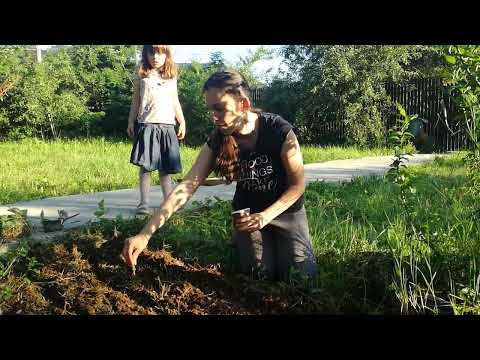 Видео: Засяване на магданоз | #Учете_ги_усърдно