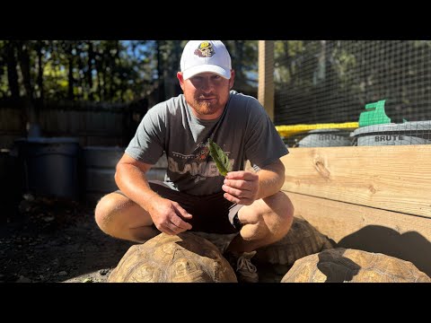 Видео: Они ядовиты для черепах!