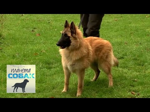Видео: Бельгийская овчарка Тервюрен. Планета собак 🌏 Моя Планета