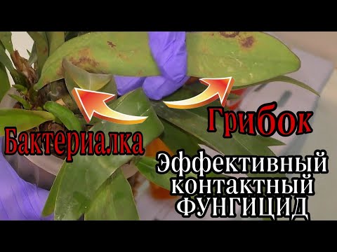 Видео: 🔥ЭТО средство ФАВОРИТ🔥 Обработка ОРХИДЕЙ от ГРИБКОВЫХ и БАКТЕРИАЛЬНЫХ патогенов