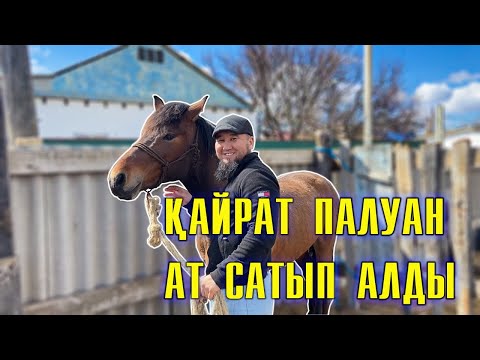 Видео: Қайрат бауырым ат сатып алды | Торы жорға