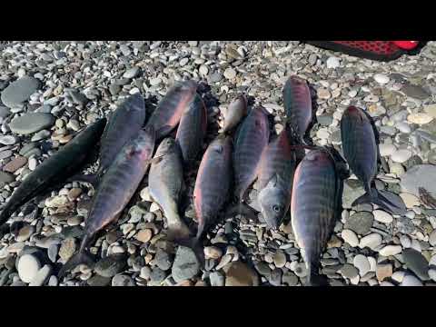 Видео: Рыбалка на катере  #fishing #рыбалкасгидом #абхазия