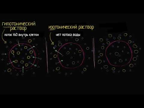 Видео: Тоничность. Изотонические и гипертонические растворы (видео 5) | Мембранный транспорт| Биология